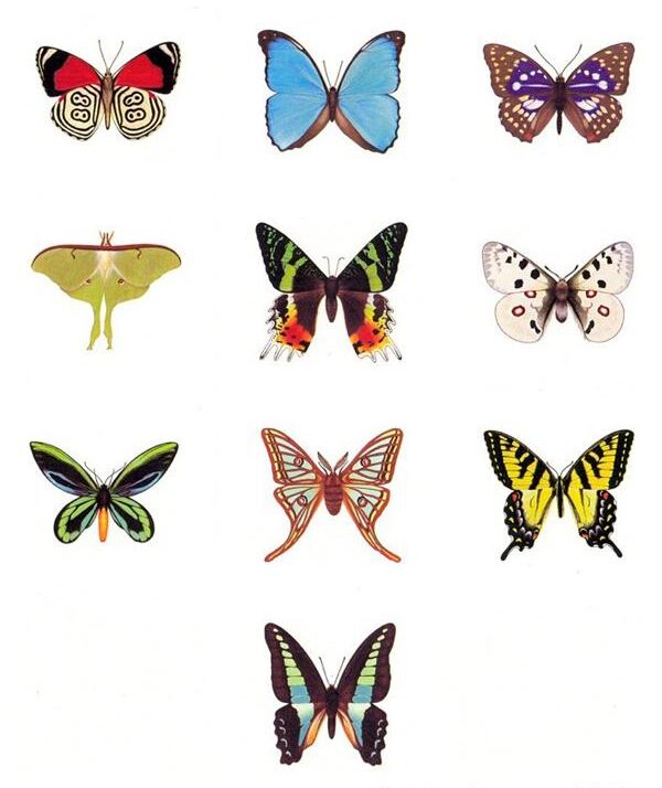 butterfly paintings