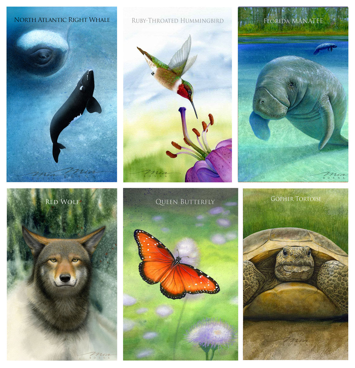 POPULAR-MiaBosna Threatened species